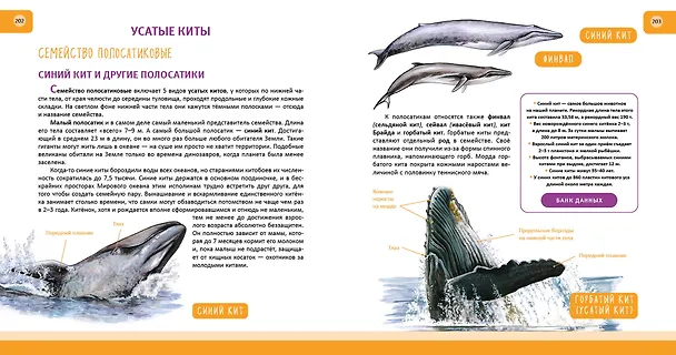 Книга Животные. Полная энциклопедия (Юлия Школьник) — 15