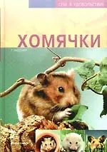 Хомячки
