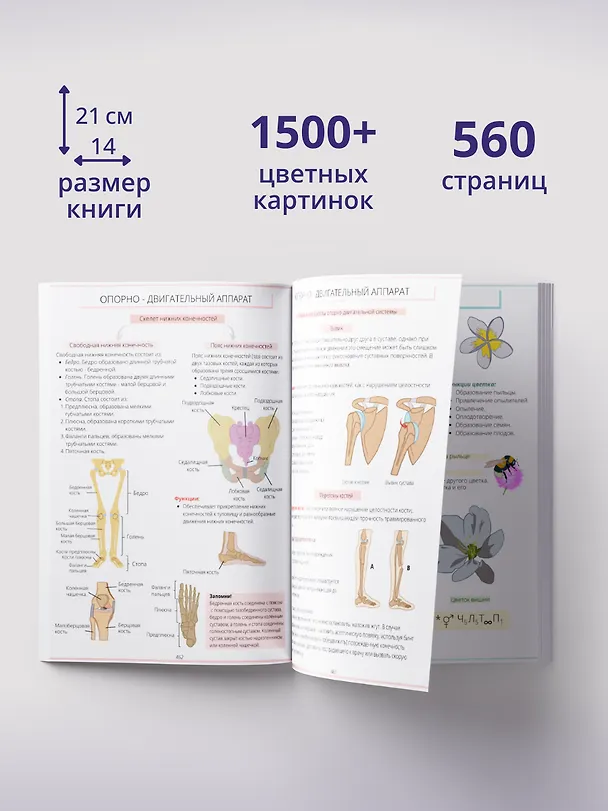 Книга ОГЭ и ЕГЭ. Биология. Учебник (Алена Бриз) — 4