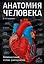 Анатомия человека: компактный атлас-раскраска — 2604530 — 1