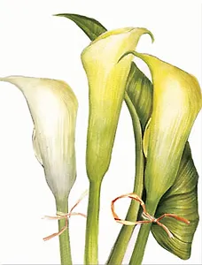 Бумажный пакет с матовой ламинацией (18х23х10) (16098) (Феникс-Презент)