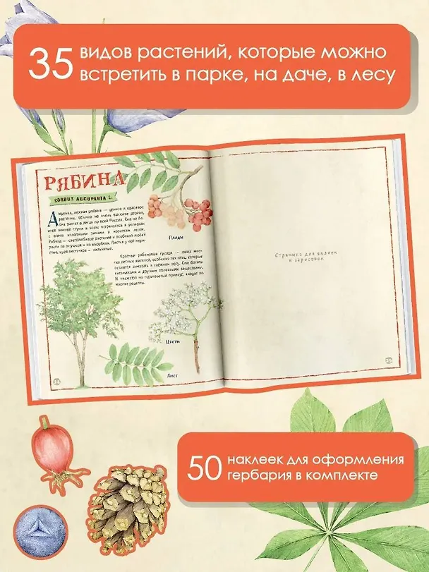 Книга Мой первый гербарий (Ксения Дудова) — 6