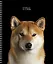 Тетрадь в клетку Listoff, Selfie dog, 48 листов, в ассортименте — 3039395 — 3