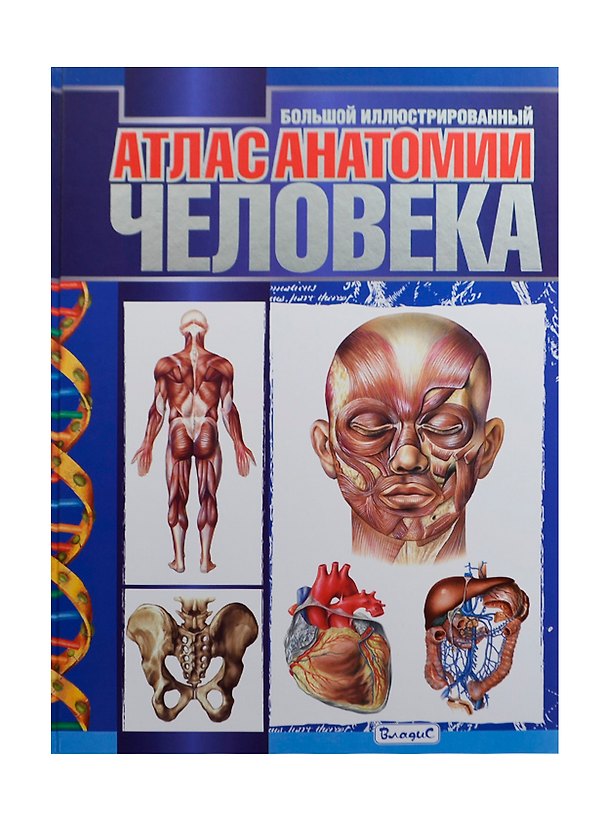 Книга Большой иллюстрированный атлас анатомии человека (Анна Спивак) — 1