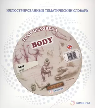 Тематический словарь BODY (Тело человека). — 2428277 — 1