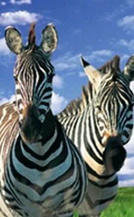 Закладка 3D 91 (Мир открытий) 2288178