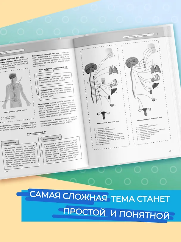 Книга Подготовка к урокам, ОГЭ и ЕГЭ. Биология. Наглядный школьный курс (Оксана Мазур) — 7