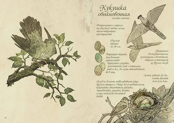 Книга Птицы леса. Артбук (Geo Saiko) — 19