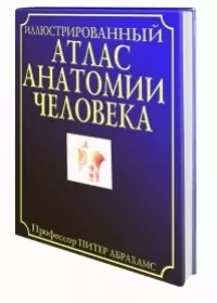 Иллюстрированный атлас анатомии человека — 1885616 — 1