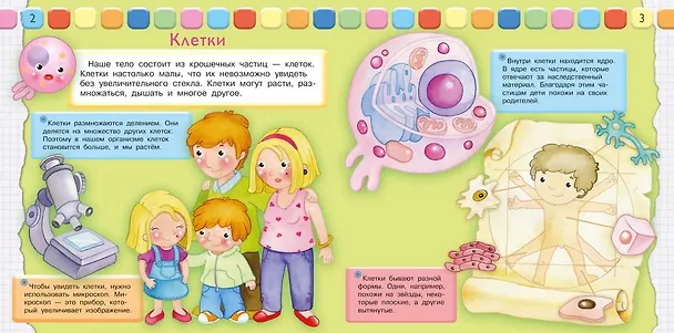 Книга Как мы устроены. Наше тело (Р. Барсотти) — 3