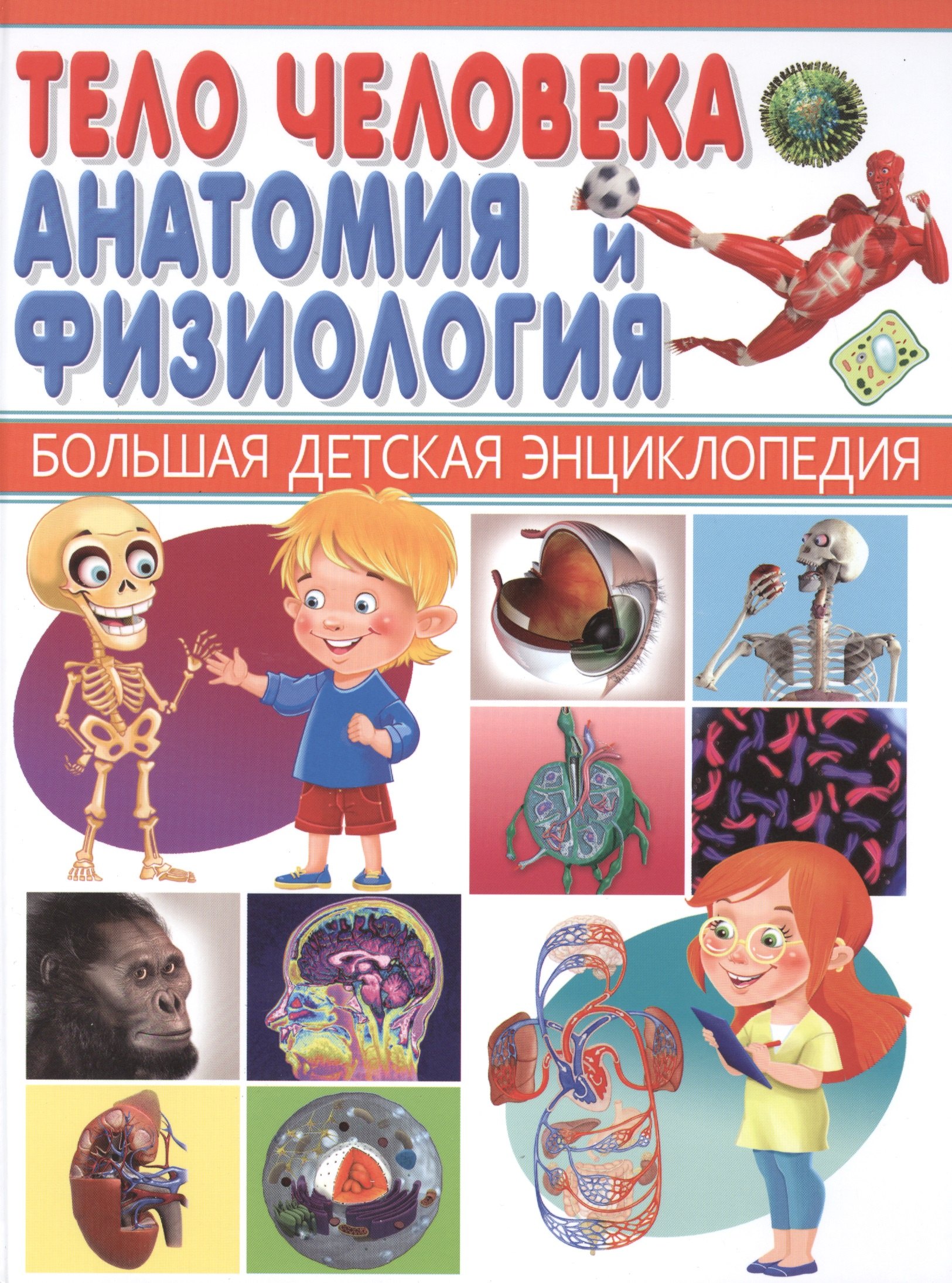 

Тело человека. Анатомия и физиология.
