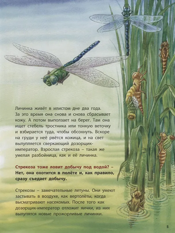 Книга Лягушонок и его соседи. Познавательные истории (Фридерун Райхенштеттер) — 3
