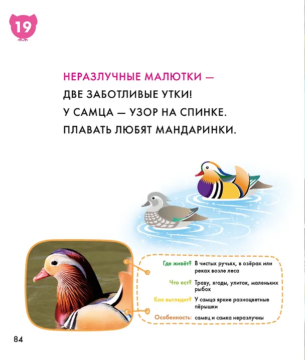 Книга Птицы () — 13