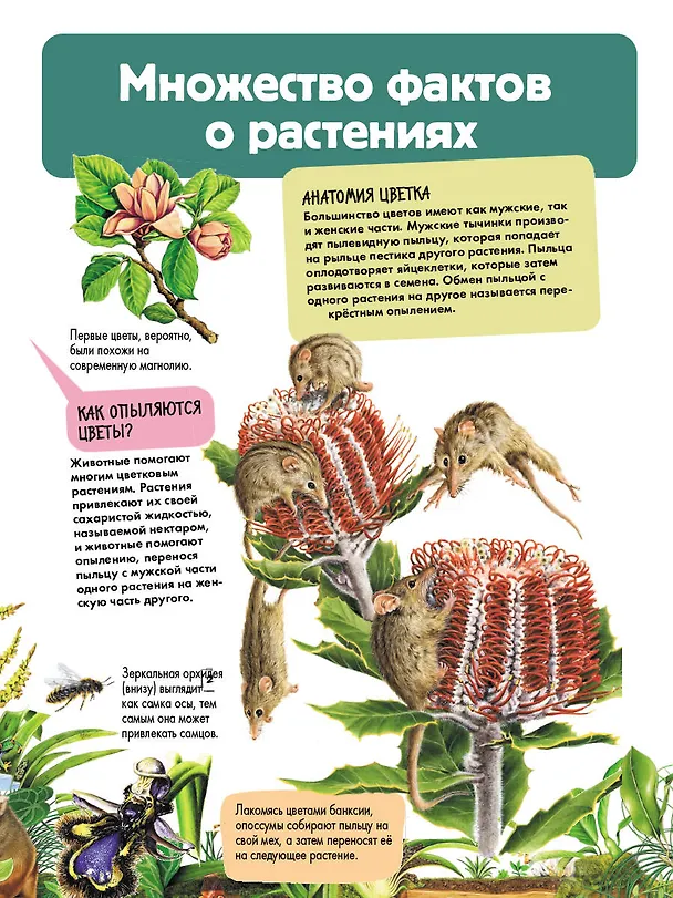 Книга Растения (Энн МакРей, Ричард Смит) — 10