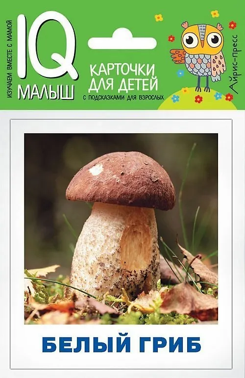 Книга Грибы наших лесов. Карточки для детей с подсказками для взрослых (Татьяна Тимофеева) — 1