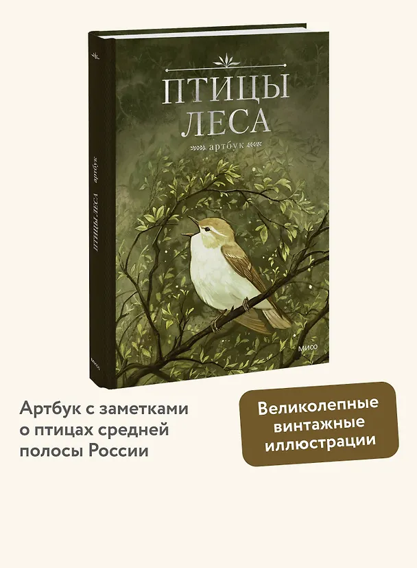 Книга Птицы леса. Артбук (Geo Saiko) — 6