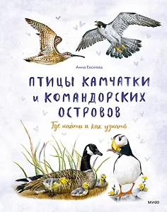 Птицы Камчатки и Командорских островов. Где найти и как узнать