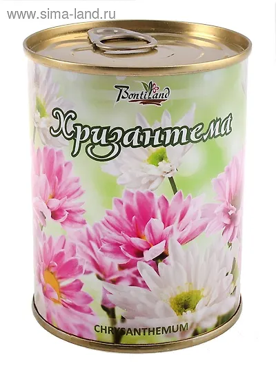 Цветок в банке "Хризантема" (410510) 2371568 — 1