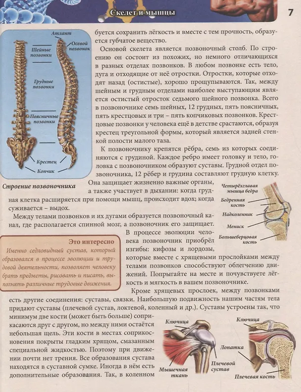Книга Тело человека. Энциклопедия () — 6