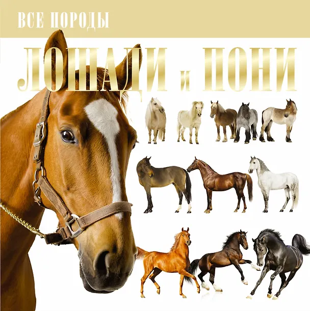 Книга Лошади и пони (Владимир Жабцев) — 1
