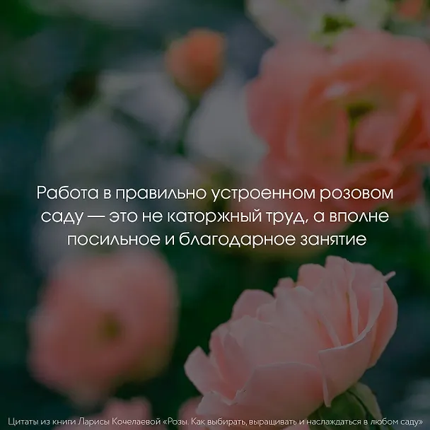 Книга Розы. Как выбирать, выращивать и наслаждаться в любом саду (Лариса Кочелаева) — 9