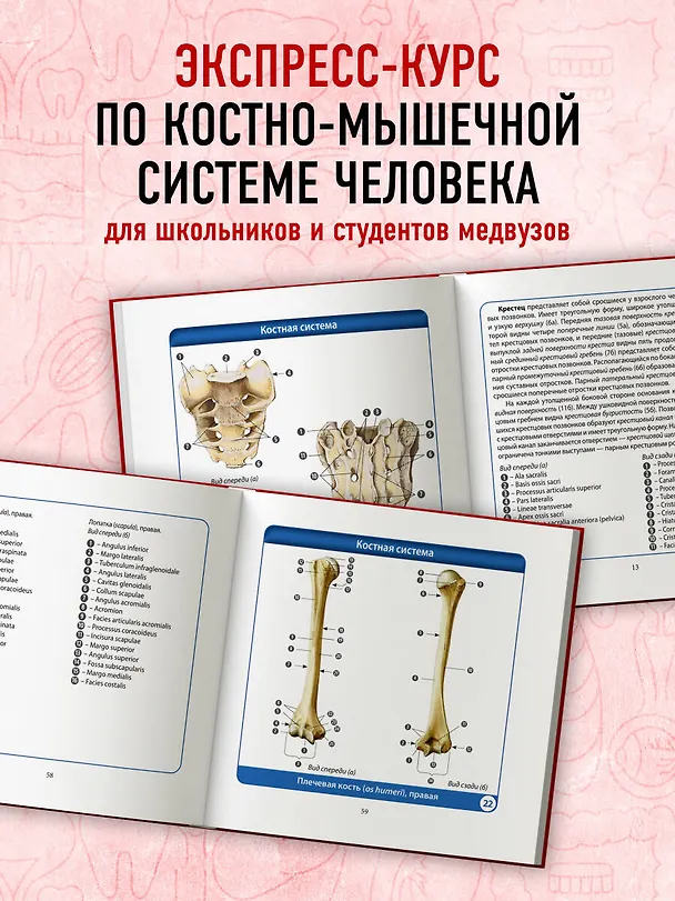 Книга Анатомия человека. Компактный атлас. Опорно-двигательный аппарат (Михаил Сапин) — 7