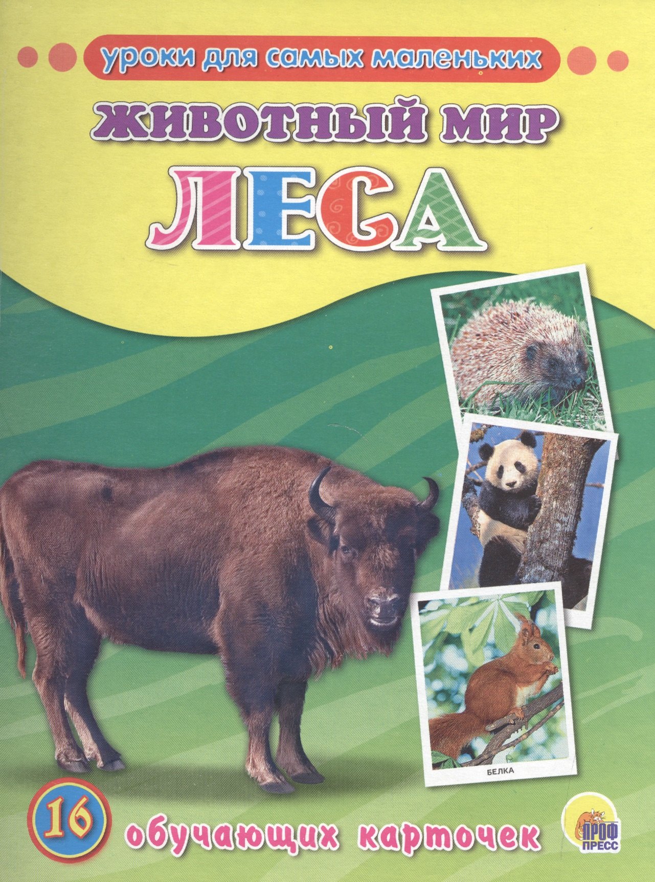 

Животный мир. Леса
