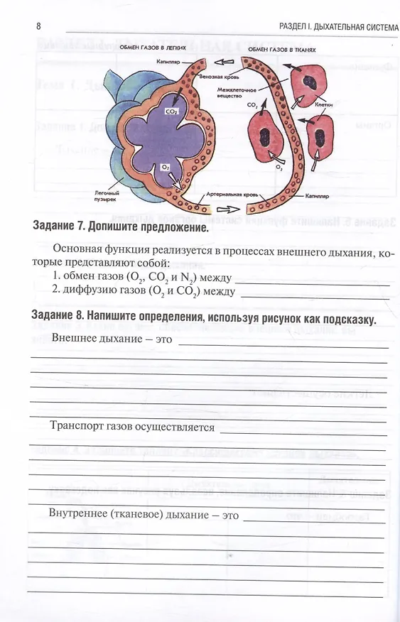 Книга Анатомия человека. Спланхнология. Часть 5. Дыхательная система. Мочевыделительная система. Половая система. Тетрадь-практикум (Ольга Абанина, Анна Олсуфьева, Мария Кузнецова) — 4
