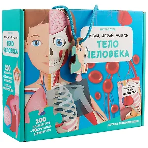 Тело человека