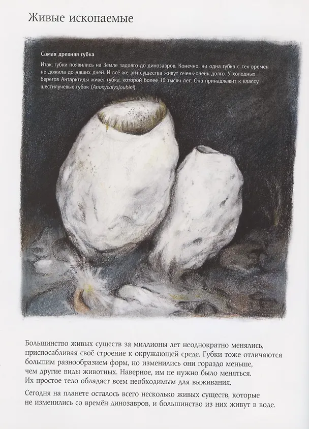 Книга Чудо природы. История морской губки (Нинон Амманн) — 4