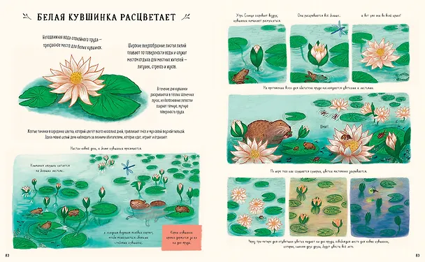Книга Оглянись вокруг. 50 маленьких событий в живой природе, ради которых стоит замедлиться (Рэйчел Уильямс) — 18