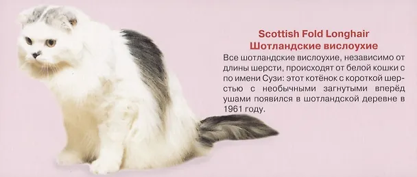 Книга Любимые кошки. Карточки () — 4