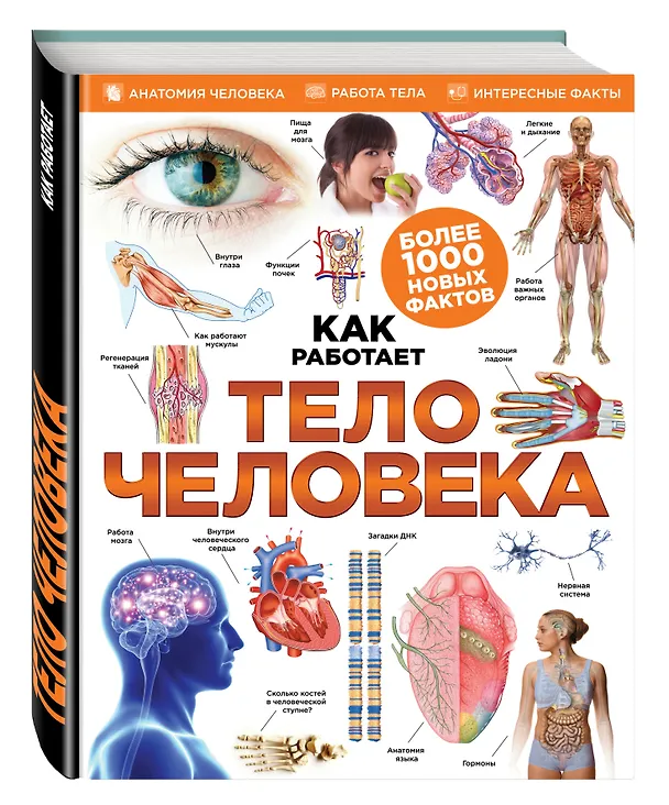 Книга Тело человека () — 4