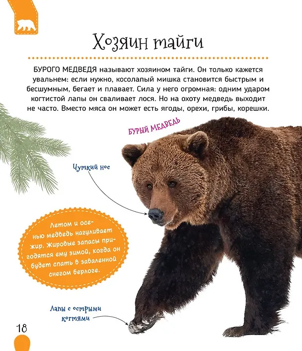 Книга Животные России (Светлана Гальцева) — 6