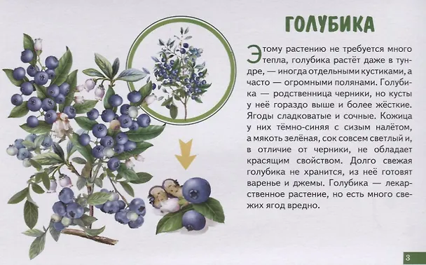 Книга Лесные ягоды. Обучающие карточки () — 4