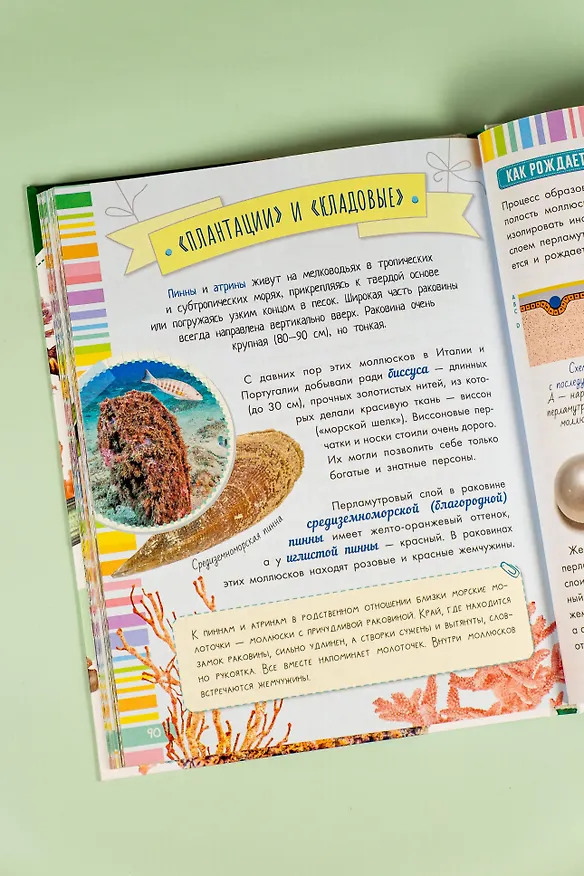 Книга Моллюски, кораллы, морские звезды, морские ежи (Александр Тихонов) — 10