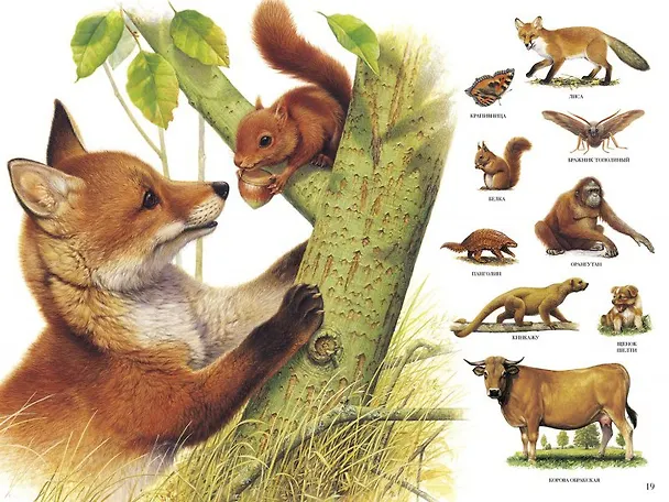 Книга Большой атлас животных (илл. Боос) Потард () — 7