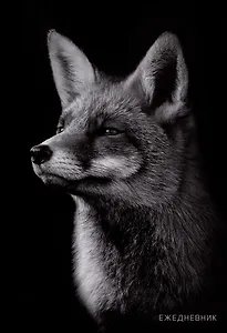 Ежедневник недат. А5 128л "Лиса" 7БЦ, глянц.лам, офсет