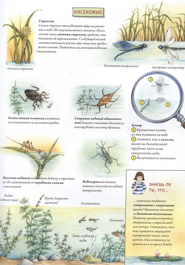 Книга Животные и растения рек, озёр и морей. BIObook А. Толмачёва (Сюзанна Риха) — 10