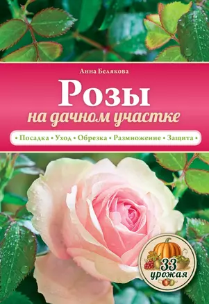 Розы на дачном участке — 2453452 — 1