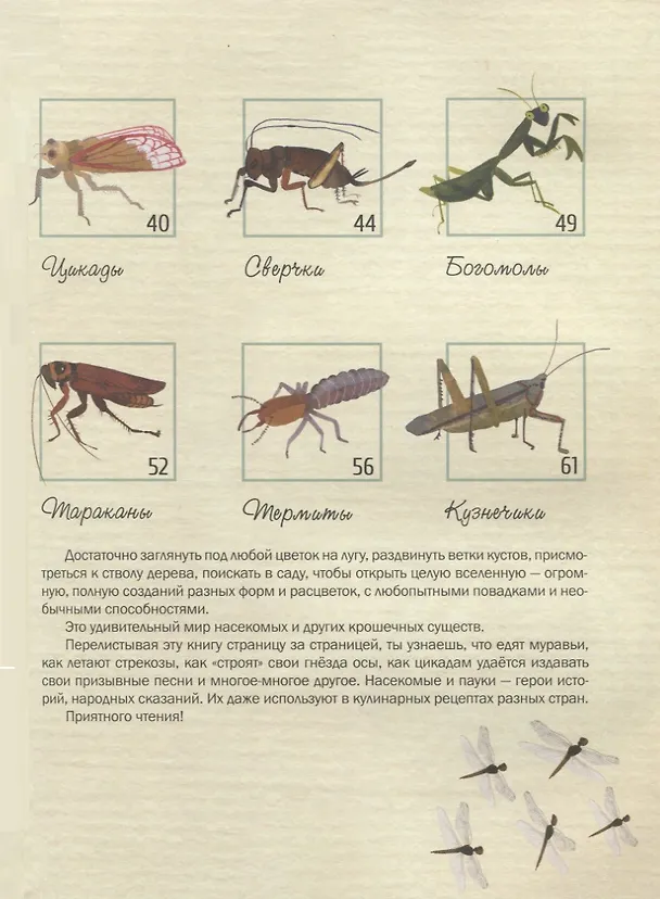 Книга Насекомые. Удивительный маленький мир (Паола Гримальди) — 3