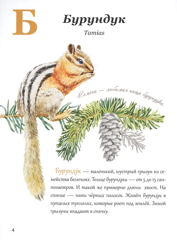 Книга Азбука природы Дальнего востока (Маша Шебеко) — 3
