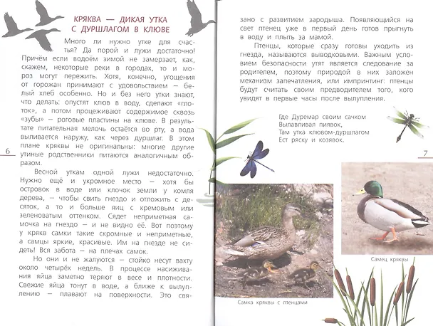 Книга Наши птицы.Определитель для детей (Василий Вишневский) — 4