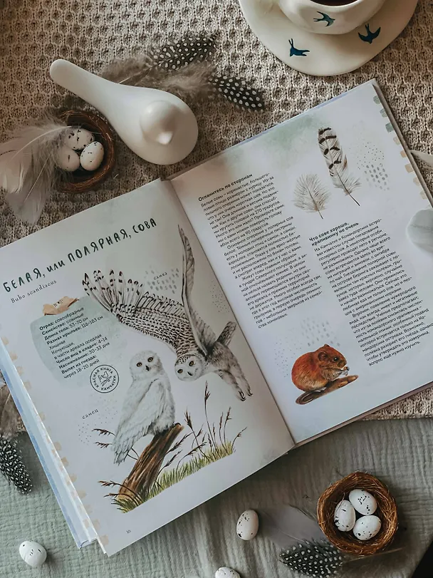 Книга Птицы Камчатки и Командорских островов. Где найти и как узнать (Анна Евсеева) — 11