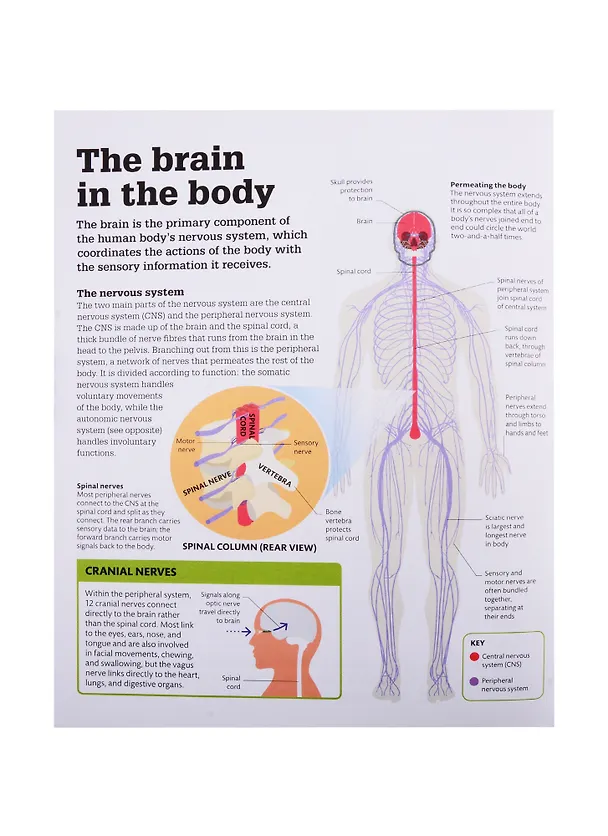 Книга How the Brain Works () — 7