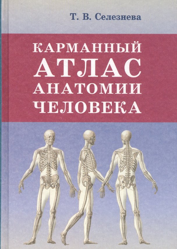 Книга Карманный атлас анатомии человека (Т.В. Селезнева) — 1