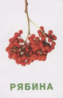 Книга Фрукты и ягоды. Развивающие карточки () — 4
