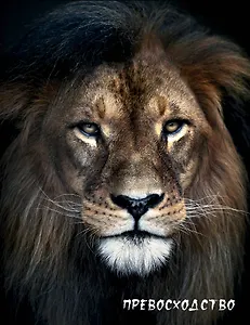 Блокнот настоящего хищника. Превосходство (лев) (А5)