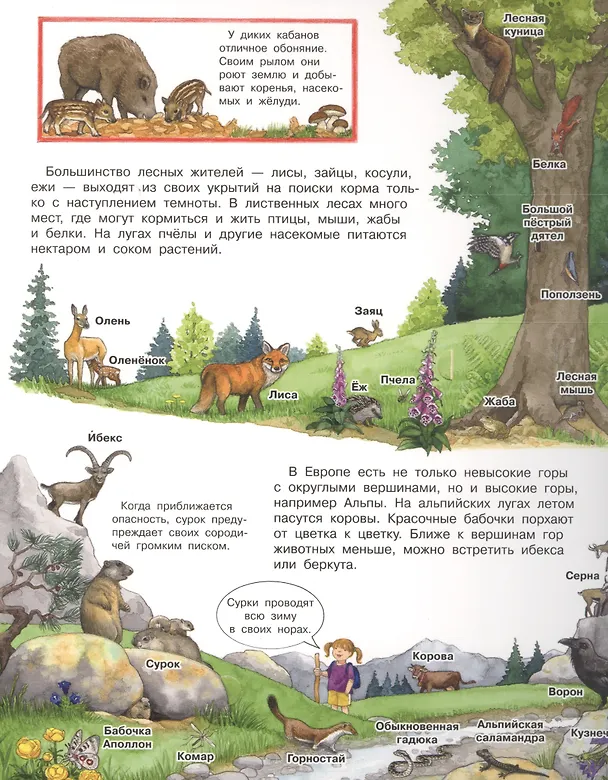 Книга Что? Почему? Зачем? Мой первый атлас животных (с волшебными окошками) (Андреа Эрне) — 3