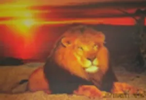 3D постер Лев/Тигр (3D PS 38)